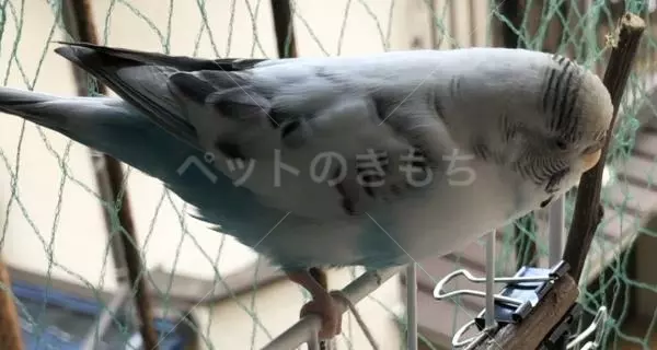 迷子鳥の画像