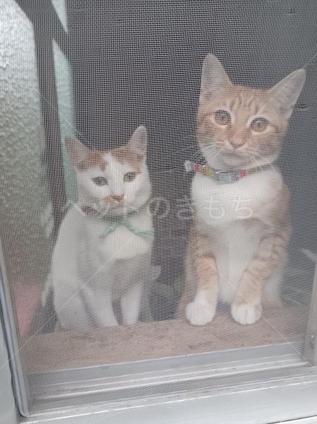 迷子猫の画像