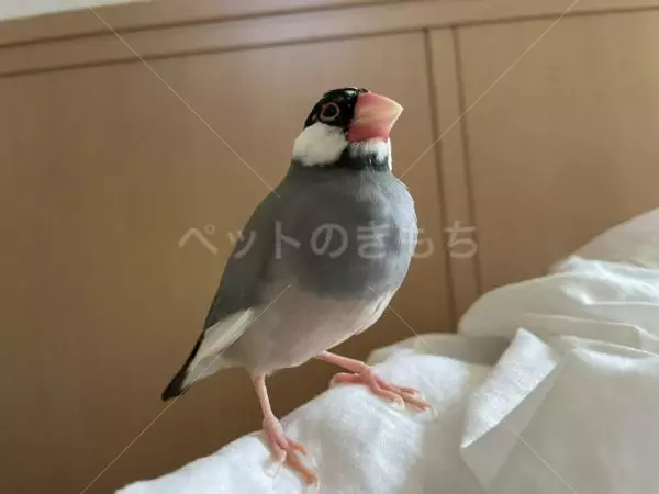 迷子鳥の画像