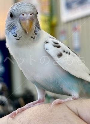 保護鳥の画像