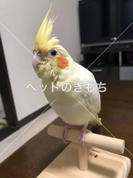 迷子鳥の画像