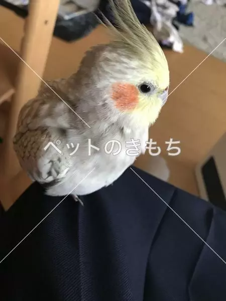 迷子鳥の画像