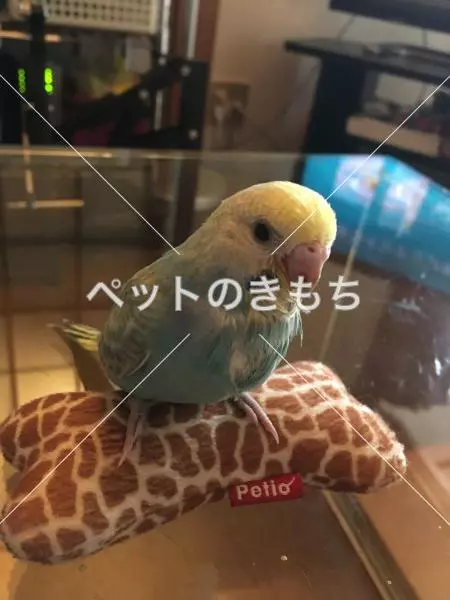 迷子鳥の画像