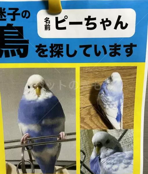 迷子鳥の画像