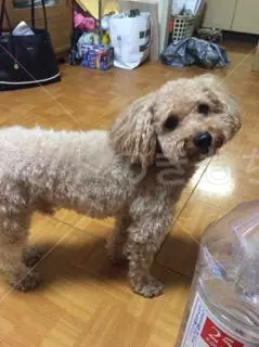 迷子犬の画像