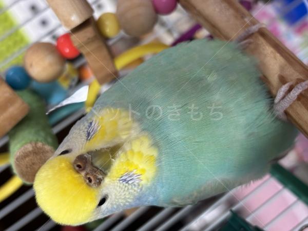 迷子鳥の画像