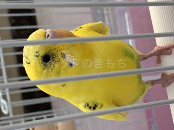 保護鳥の画像