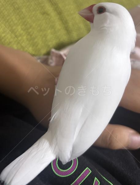 迷子鳥の画像