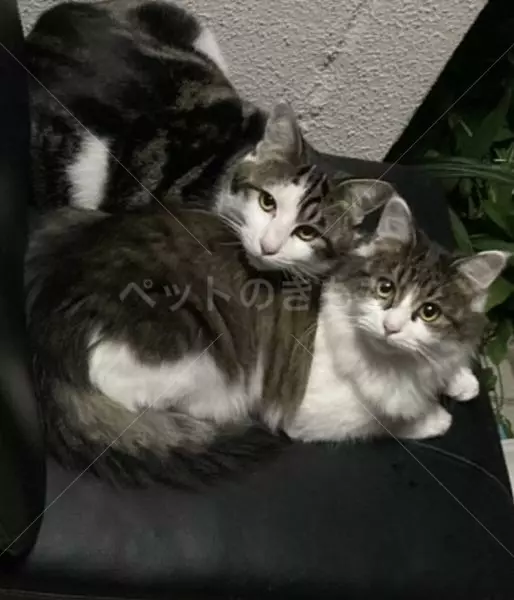 迷子猫の画像