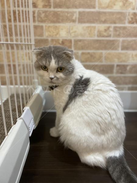 迷子猫の画像