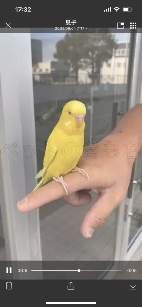 保護鳥の画像