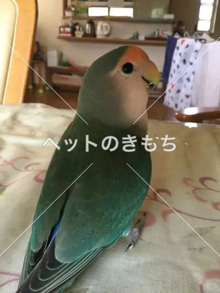 迷子鳥の画像