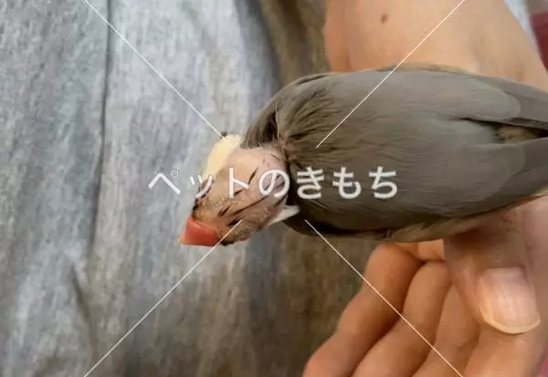 迷子鳥の画像