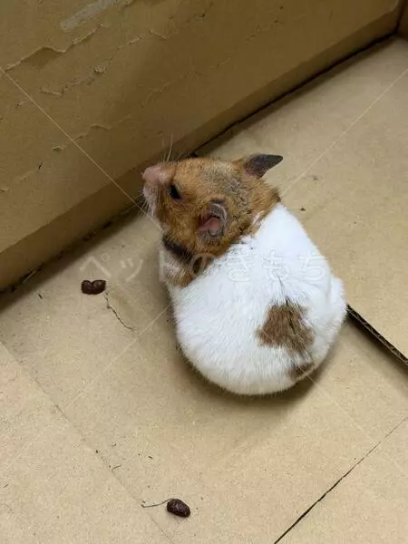 保護ペットの画像