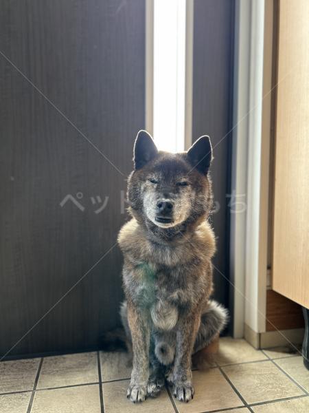 迷子犬の画像