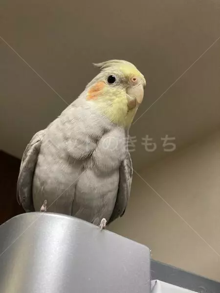 迷子鳥の画像