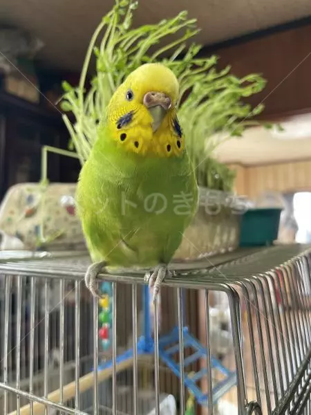 迷子鳥の画像