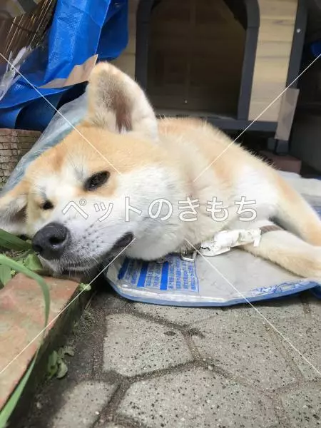 迷子犬の画像