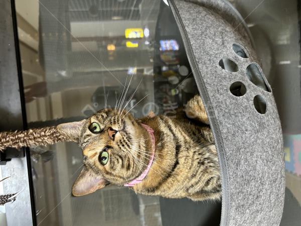 迷子猫の画像