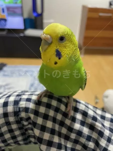 迷子鳥の画像