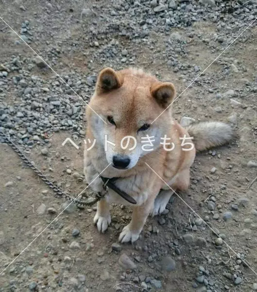迷子犬の画像