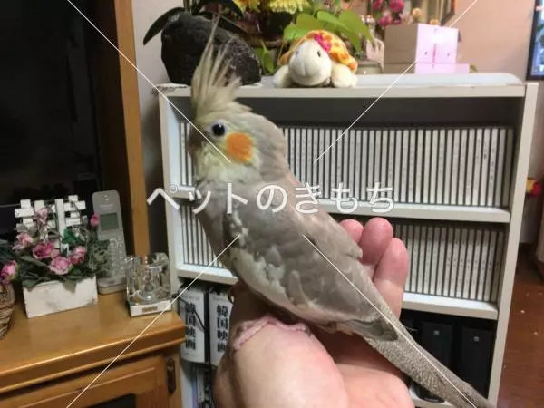 迷子鳥の画像