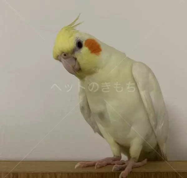 迷子鳥の画像