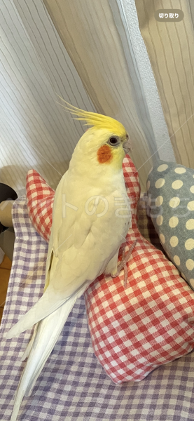 迷子鳥の画像