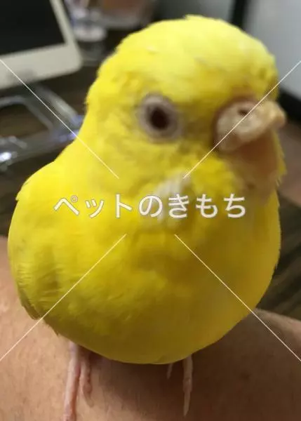迷子鳥の画像