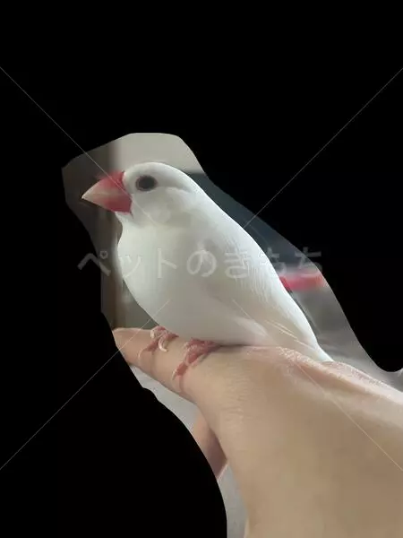 迷子鳥の画像