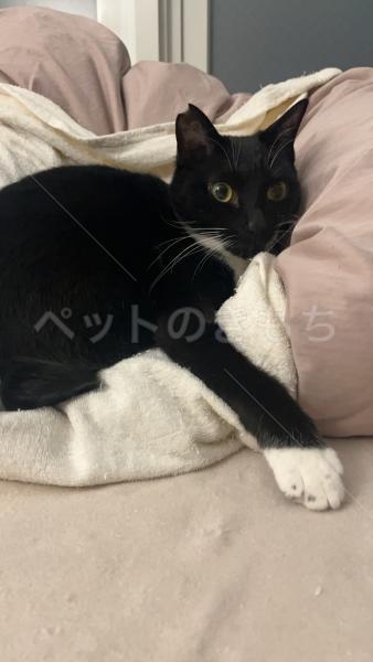 迷子猫の画像