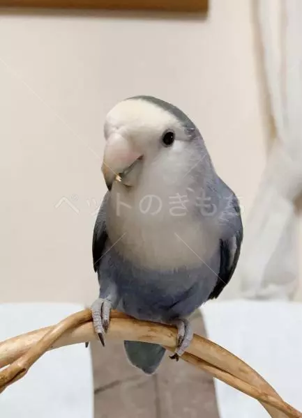 迷子鳥の画像