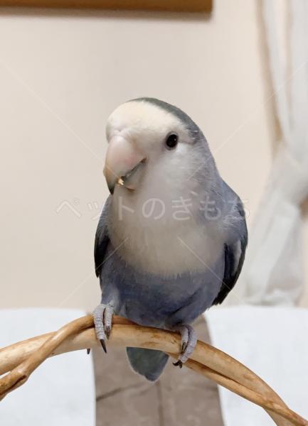 迷子鳥の画像