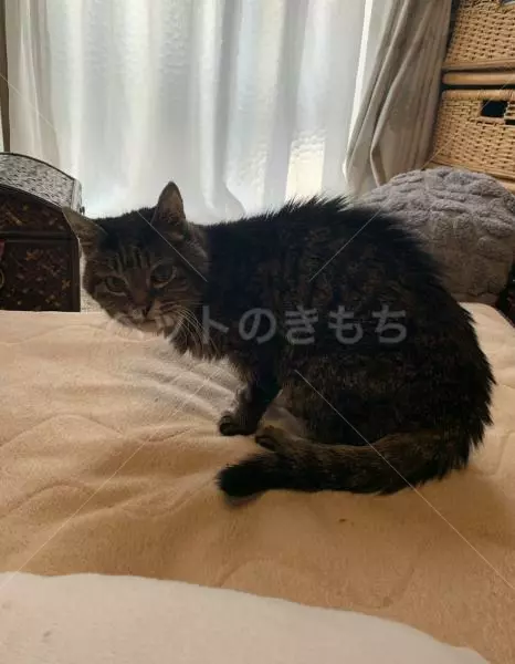 迷子猫の画像