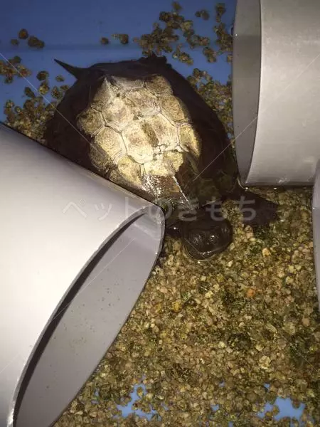 迷子ペットの画像