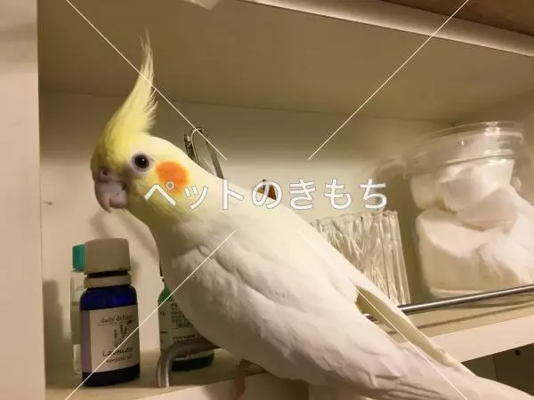 迷子鳥の画像