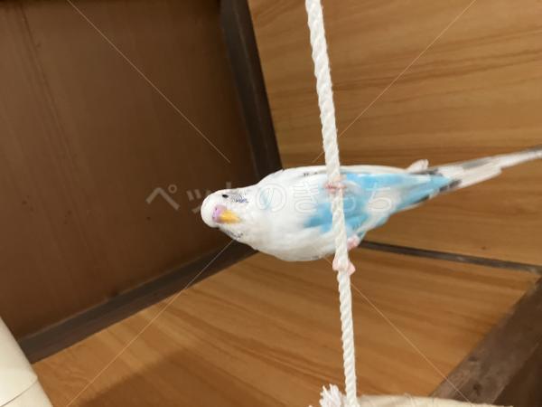 迷子鳥の画像