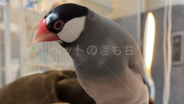 迷子鳥の画像