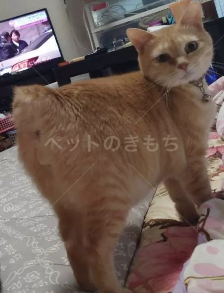 迷子猫の画像