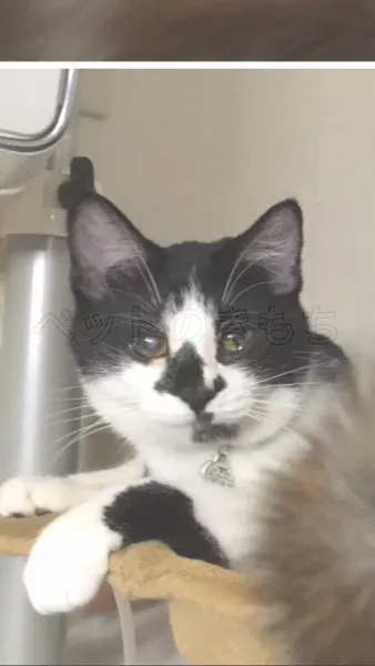 迷子猫の画像
