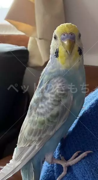 迷子鳥の画像