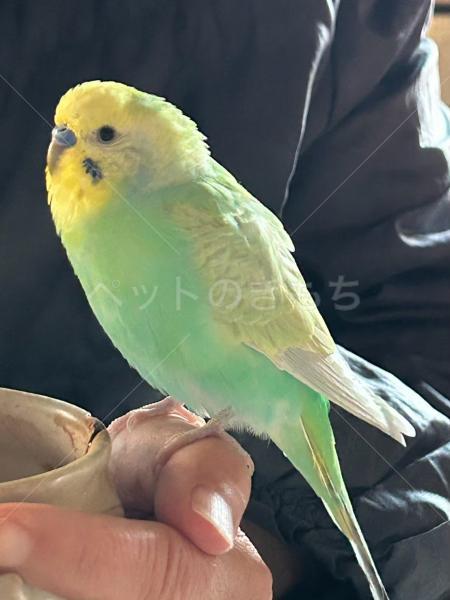 迷子鳥の画像
