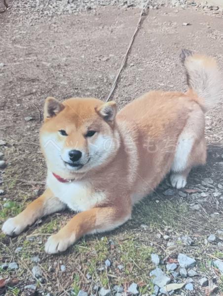 迷子犬の画像