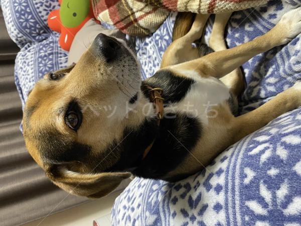 迷子犬の画像