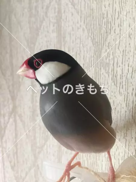 迷子鳥の画像