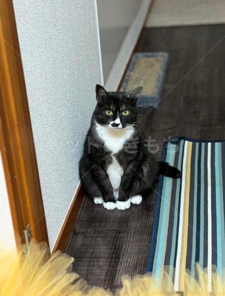迷子猫の画像