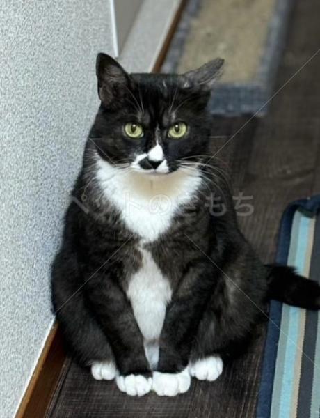 迷子猫の画像