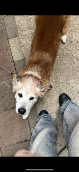 迷子犬の画像