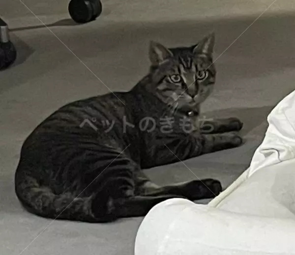 迷子猫の画像