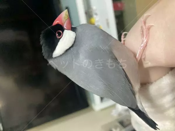 迷子鳥の画像
